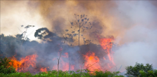 Amazonía arde de nuevo y Bolsonaro dice que es mentira