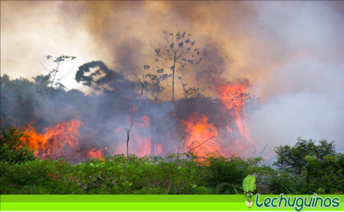 Amazonía arde de nuevo y Bolsonaro dice que es mentira