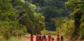 indigenas agricultura congreso de brasil