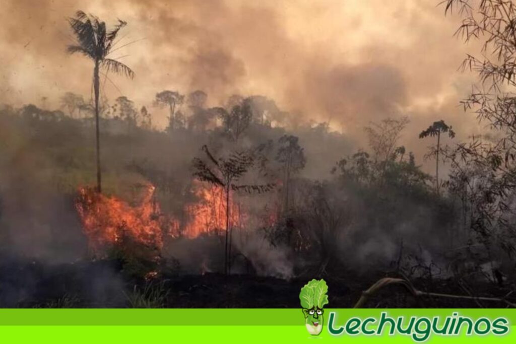 Decretan estado de emergencia en Brasil por incendios en Amazonía