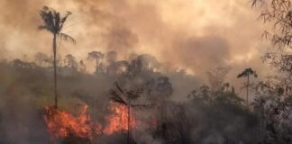 Decretan estado de emergencia en Brasil por incendios en Amazonía