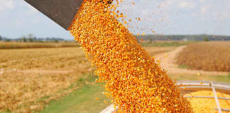 Fedeagro reportó crecimiento de la producción de maíz en 46%